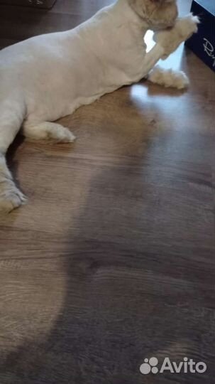 Милый кот бесплатно