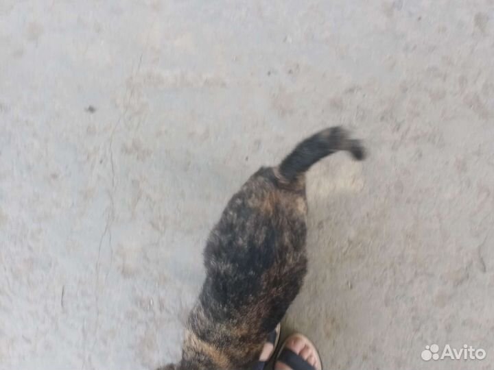 Кошка. нашла кошку