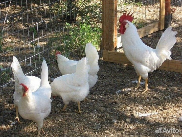 Куры несушки породы Ломан Браун