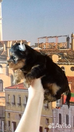 Щенки. Доставка