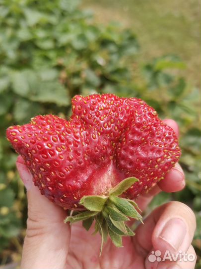 Рассада клубники