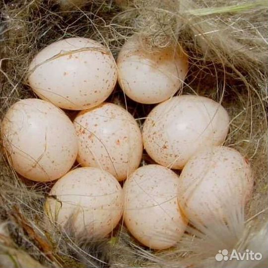 Яйцо цесарки