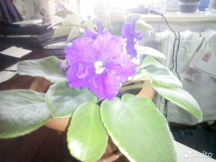 Комнатные растения цветы