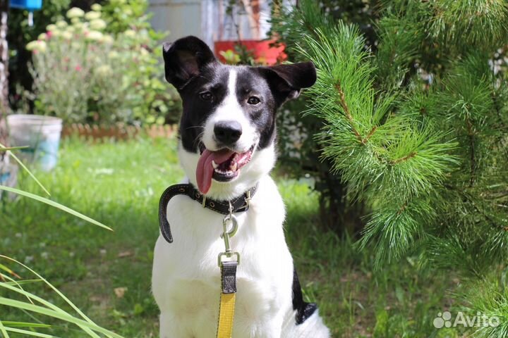 Собака Эльза в добрые руки