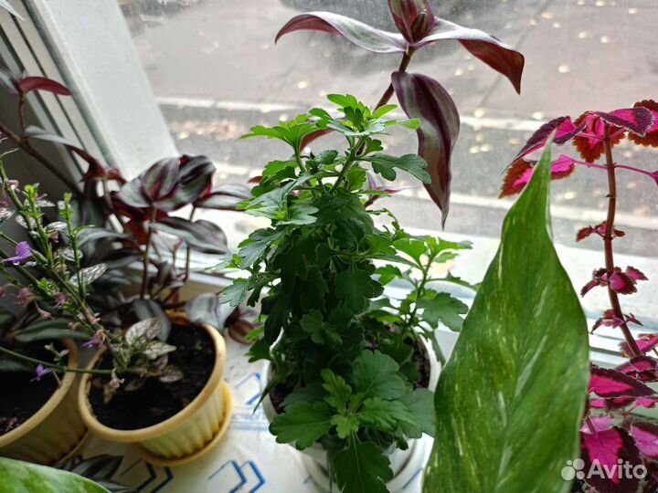 Традесканция зебрина