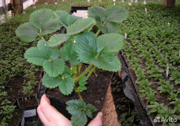 Саженцы клубники
