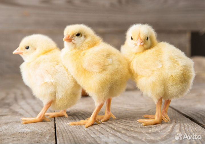 Бройлерные цыплята суточные