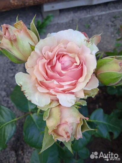 Чайно гибридные розы