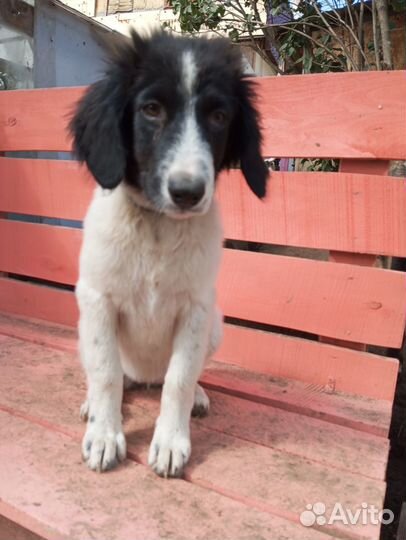 Щеночек Ася ищет дом