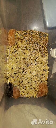 Отдаю кудрявых мышек