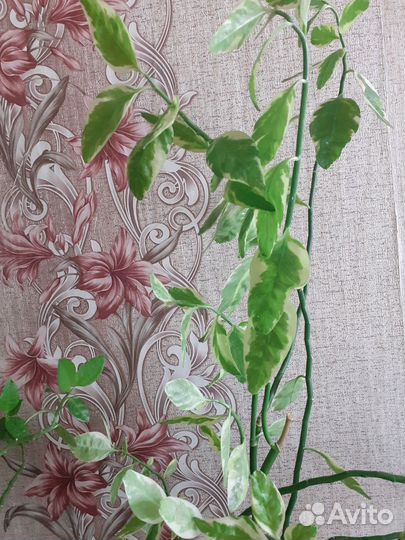 Цветок золотой ус,каланхоэ,алоэ,педилантус