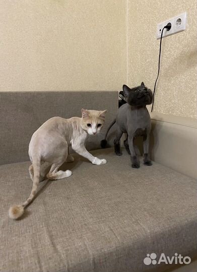 Стрижка кошек (у меня и с выездом к вам )