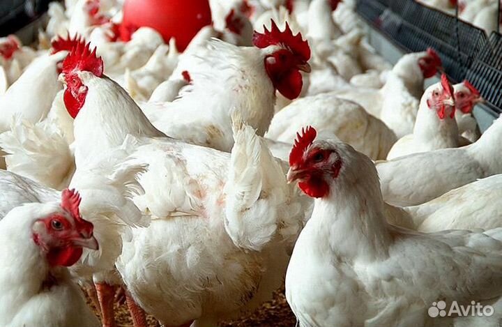 Комбикорм для бройлеров
