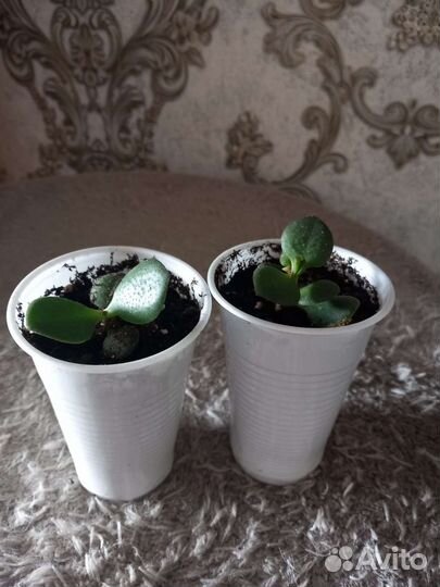 Спатифиллум-женское счастье, Денежное дерево