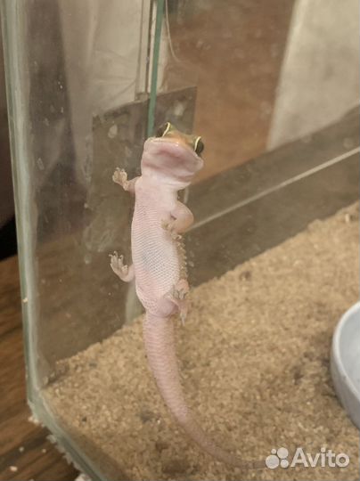 Геккон Полупалый триедурус