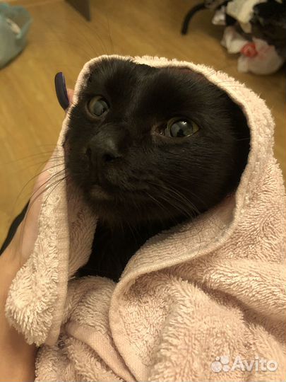 Котики бесплатно