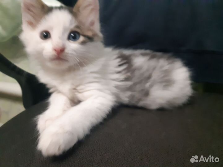 Котенок мальчик 1 мес. и 3 нед