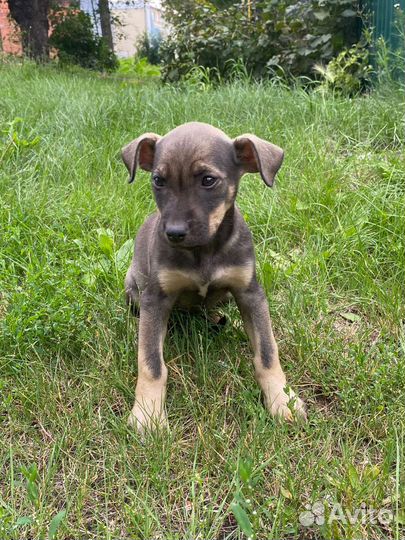 Щенок в добрые руки