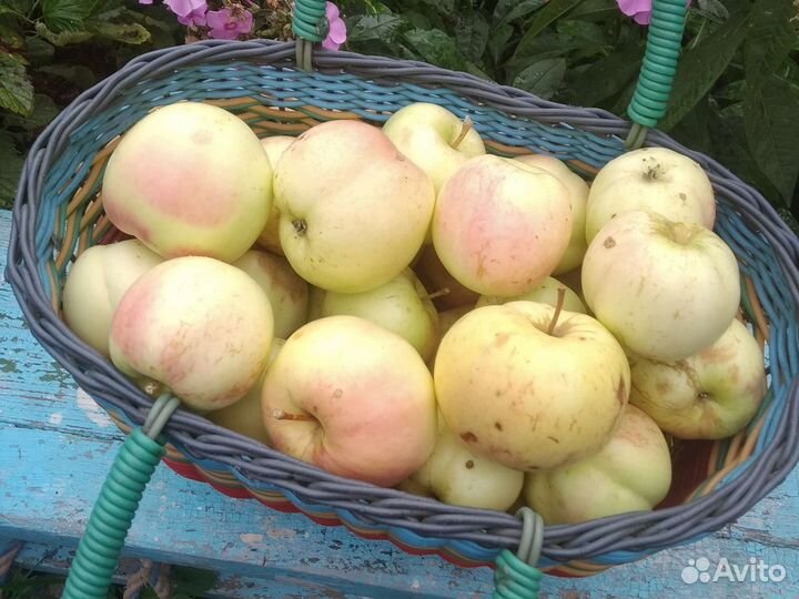 Яблоки белый налив