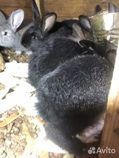 Кролики мясных пород