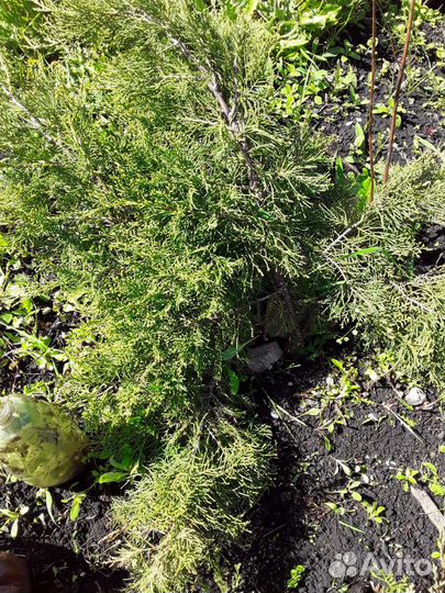 Можжевельник блю эрроу