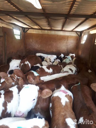 Бычки и быки