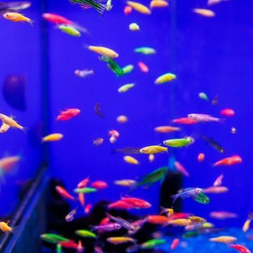 Аквариумные рыбки данио глофиш(glofish)