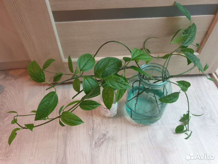 Клеродендрум томпсона