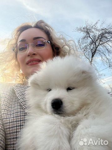 Щенки Самоеда от Чемпиона России объявление продам