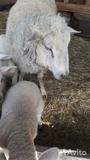 Овцы породы тексель и суффолк