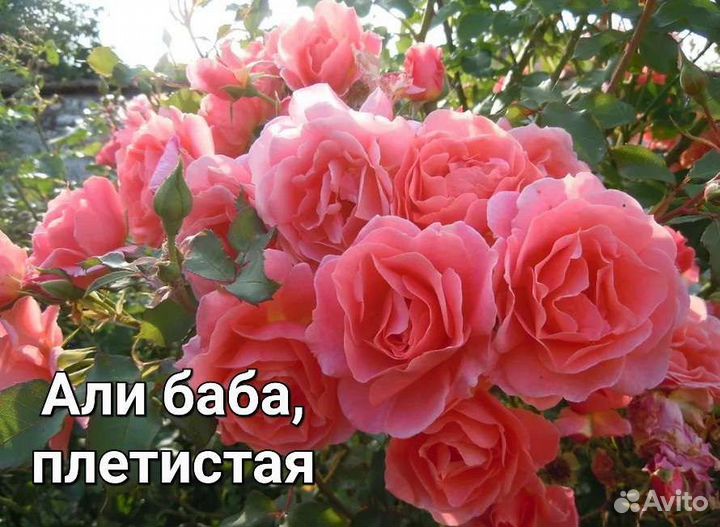 Розы Д. Остина и плетистые в горшках