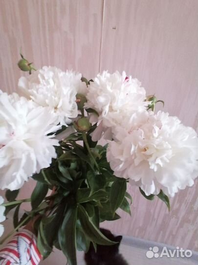 Цветы в срезке