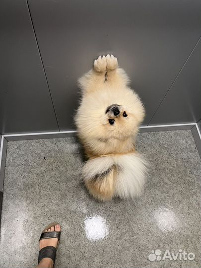 Померанский шпиц ищет невесу