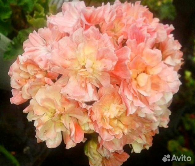 Пеларгонии