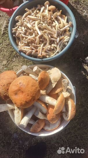 Грибы опята свежие, подосиновики