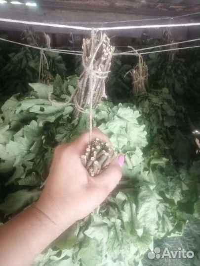 Веники для бани