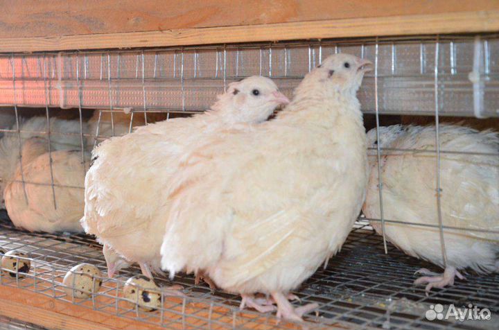 Клетки для перепелок с перепелками