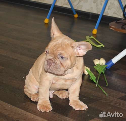 Бульдог Изабелла