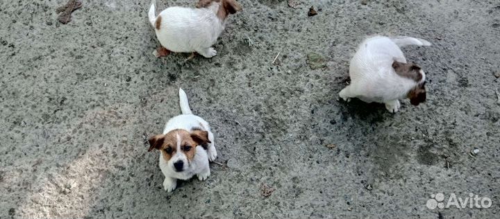Щенки джек рассел терьер