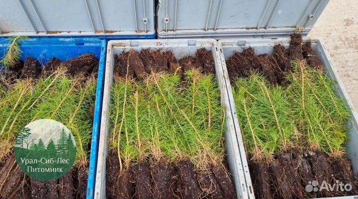 Сеянцы зкс Сосна Ель Лиственница окс Голуб Горн