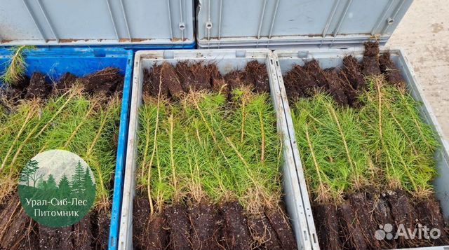 Сеянцы зкс Сосна Ель Лиственница окс Голуб Горн