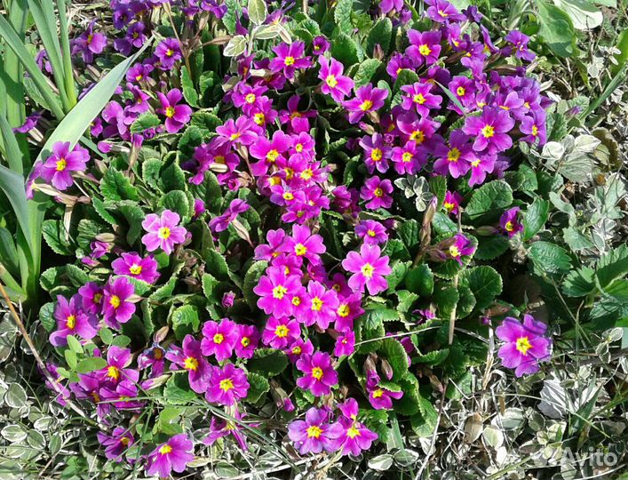 Многолетники из собственного сада 1