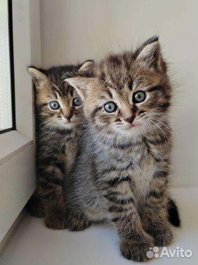 Котята от породистой кошки