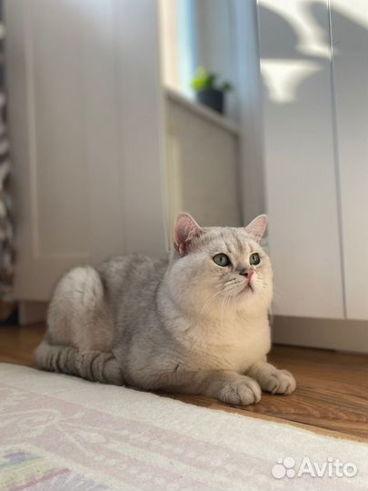 Вязка. Британская шиншилла