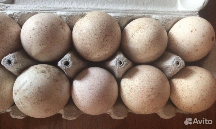 Инкубационное яйцо