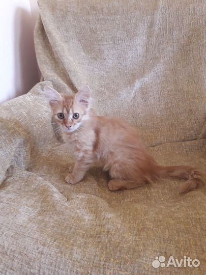 Кот и кошка в добрые руки