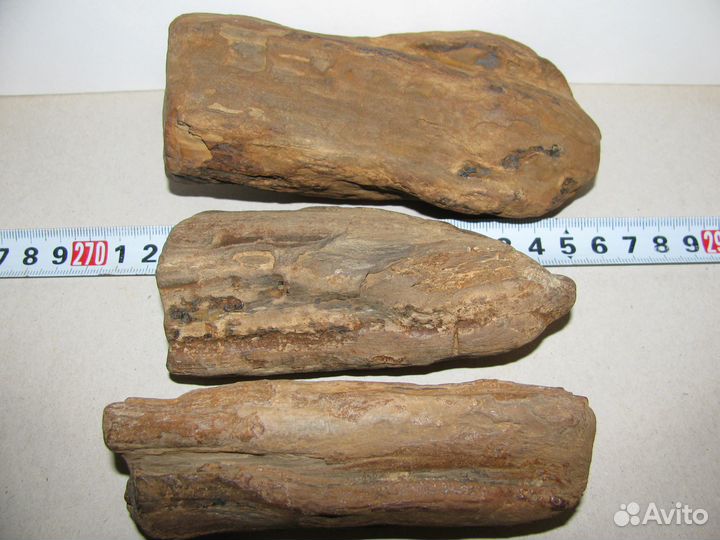 Окаменелое дерево (в коллекцию)