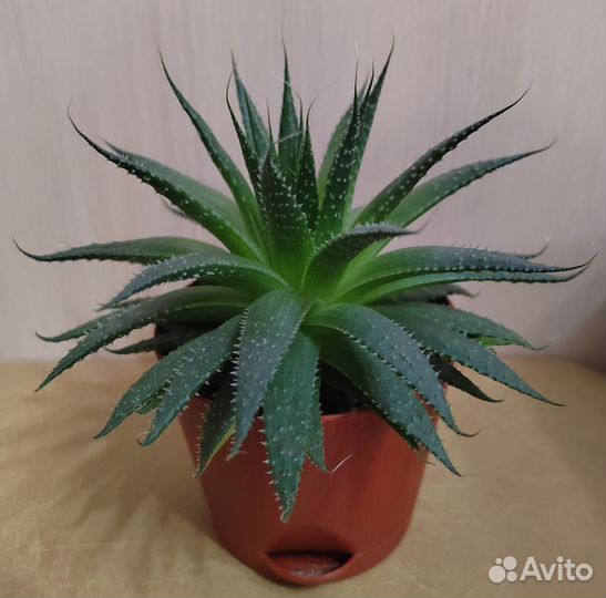 Алоэ остистое суккуленты