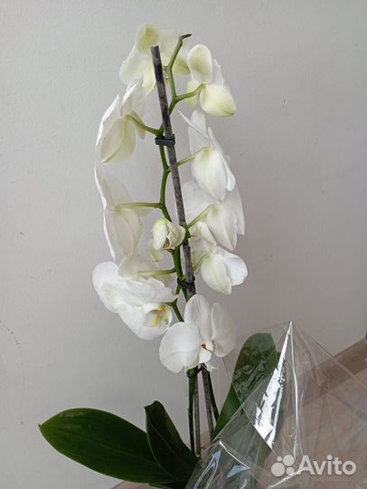 Орхидея фаленопсис