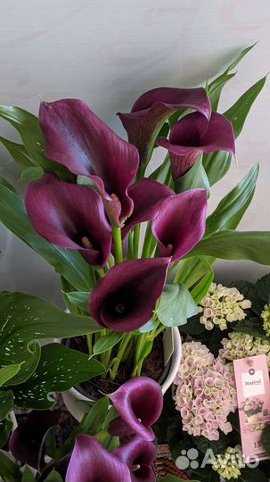 Каллы темные редкие